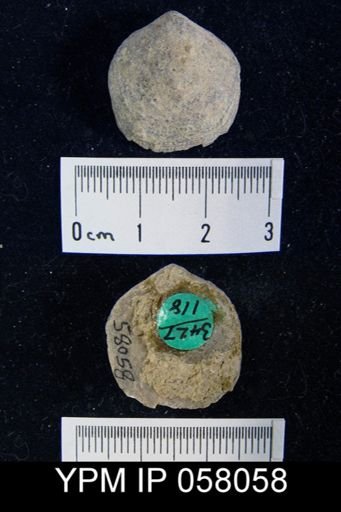 Atrypa reticularis