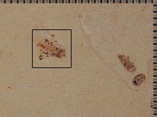 undet. Heteroptera