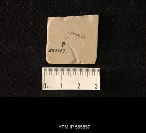 undet. Hymenoptera