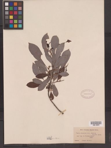 Salix discolor