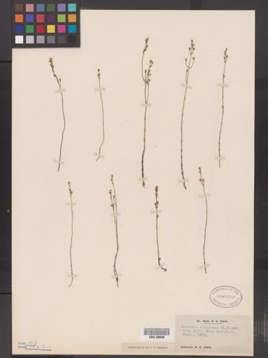 Bartonia virginica