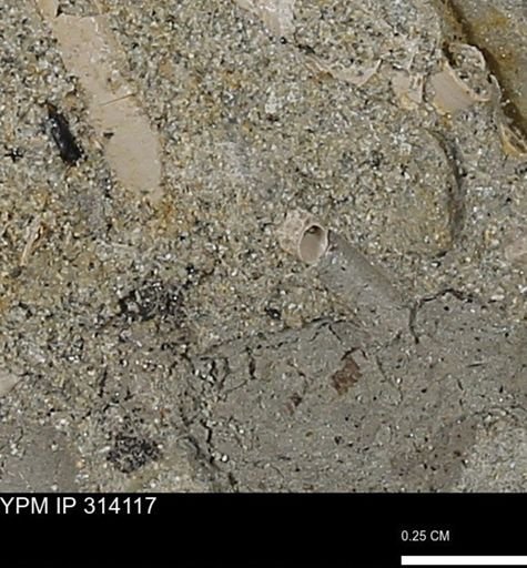undet. Scaphopoda