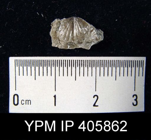 Anoplotheca hemispherica