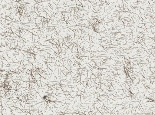 Haliclona (Haliclona)