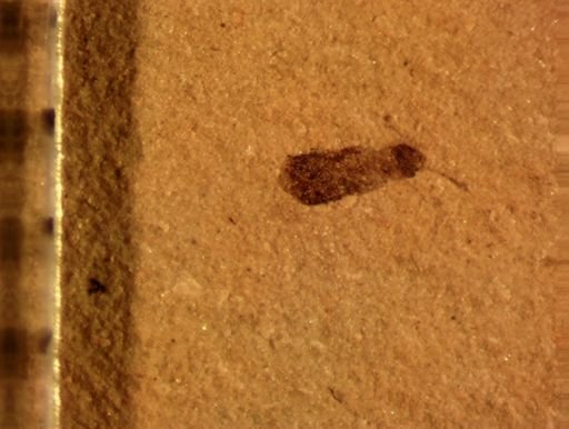 undet. Staphylinidae