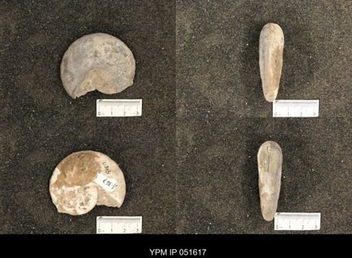Hoploscaphites nicolletii