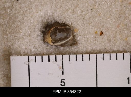 Malletia sp.
