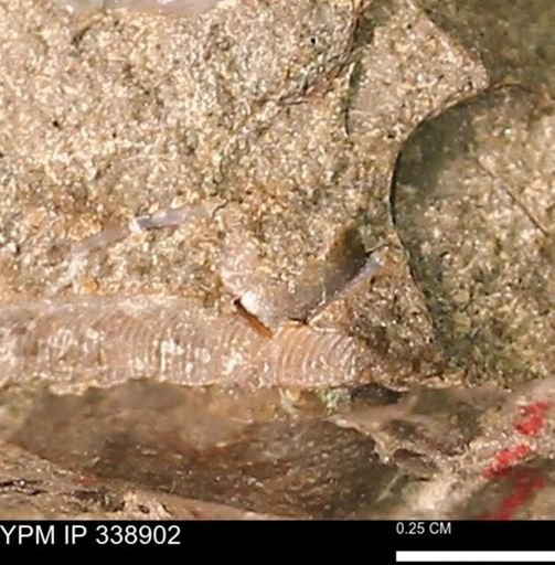 undet. Mollusca