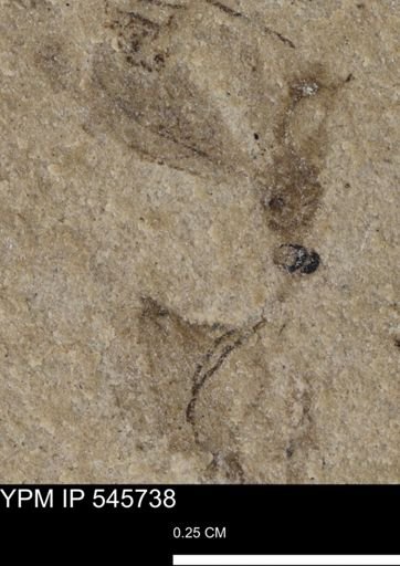 Hymenoptera?
