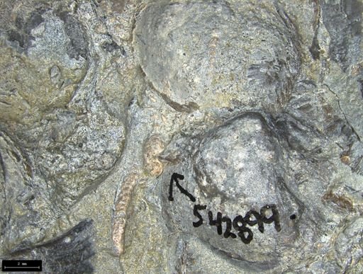 Aplocoma damesii