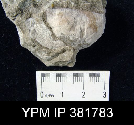 Strophomena fluctuosa