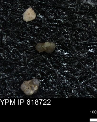undet. Foraminiferida