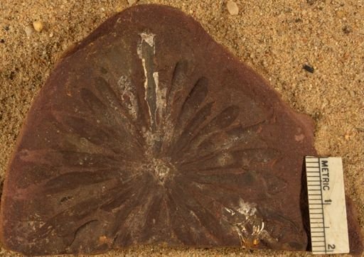 Annularia