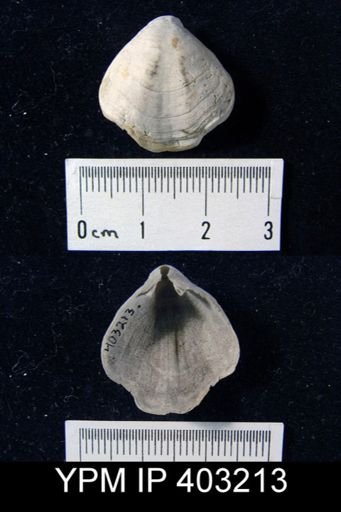 Composita trinuclea
