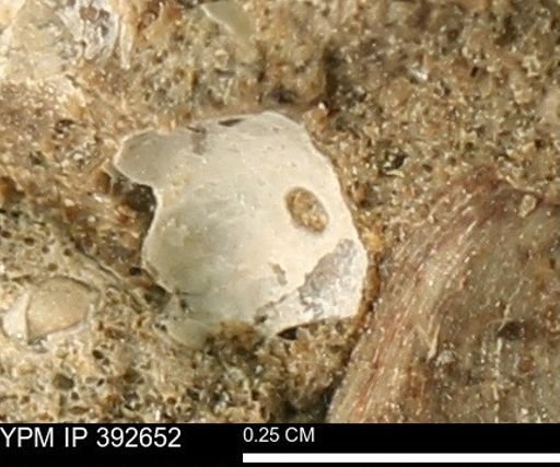 Protocardia subquadrata