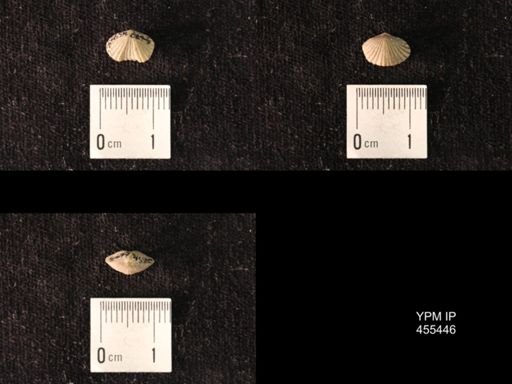 Platystrophia morrowensis