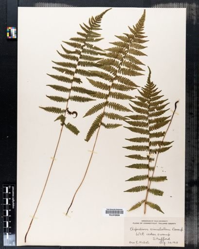 Aspidium simulatum
