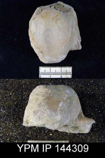Productus (Linoproductus) sp.