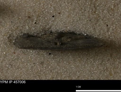 Stropheodonta sp.
