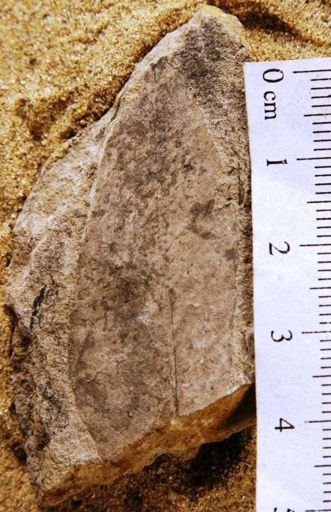 Terminalia antiqua