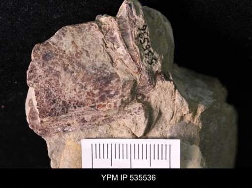 Actinosepia sp.