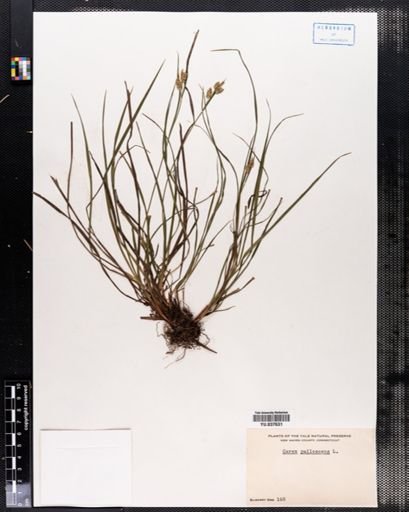 Carex pallescens