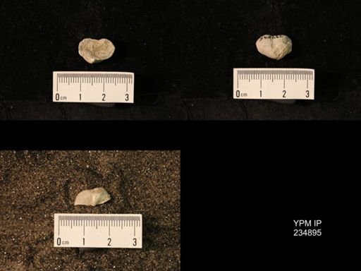 Marginifera fragilis
