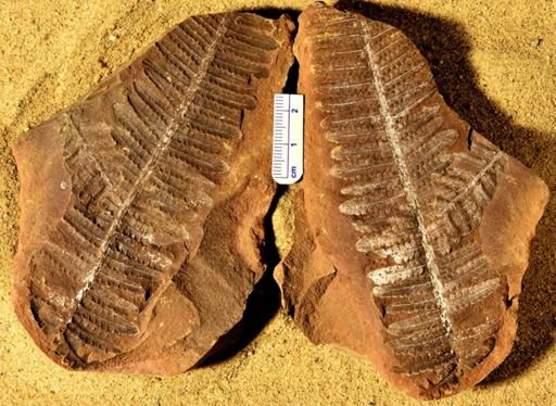 Pecopteris