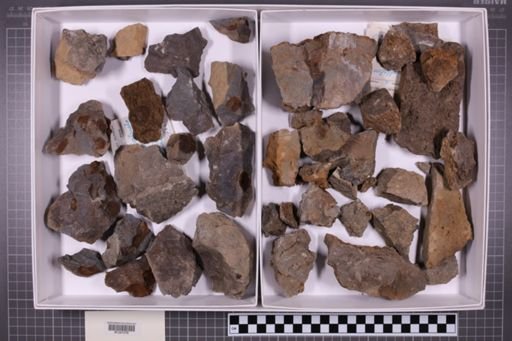 mixed taxa, stratigraphic collection