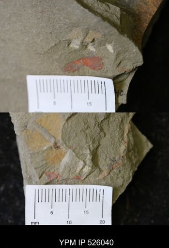 undet. Arthropoda