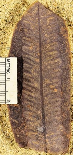 Pecopteris