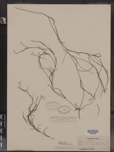 Ruppia maritima