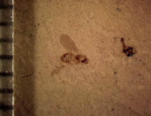 undet. Diptera