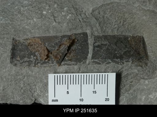 undet. Eurypterida