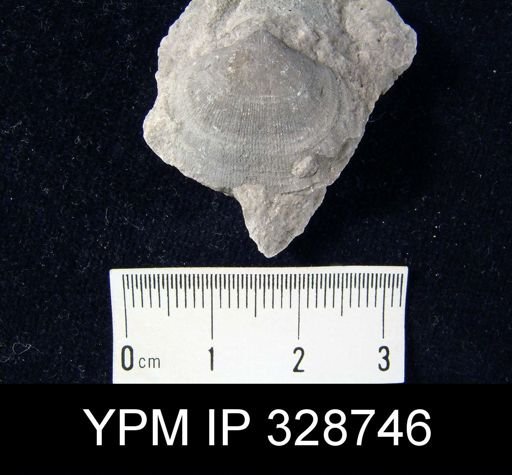 undet. Orthida