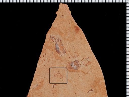 undet. Hymenoptera