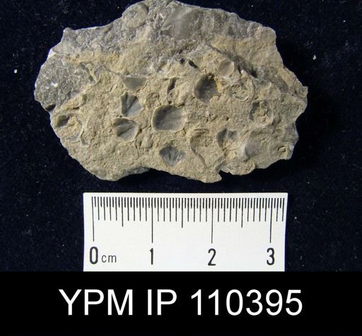 Hyattidina congesta junea
