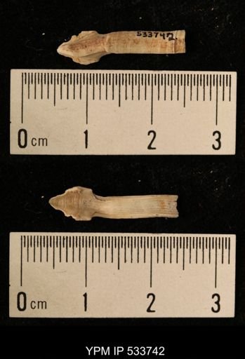 Balanus crenatus