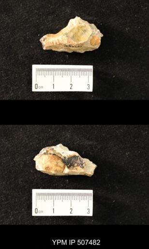 Eodevonaria sp.