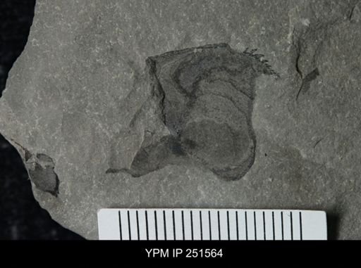 undet. Eurypterida