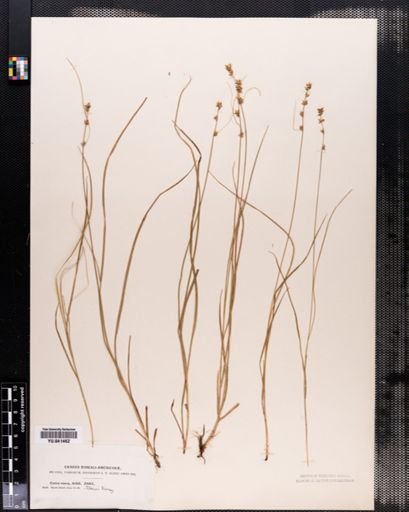 Carex rosea