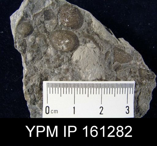Dinobolus? laurentia