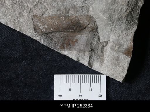 undet. Eurypterida
