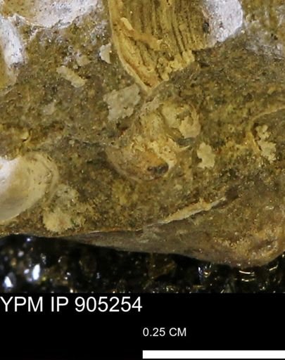 undet. Mollusca