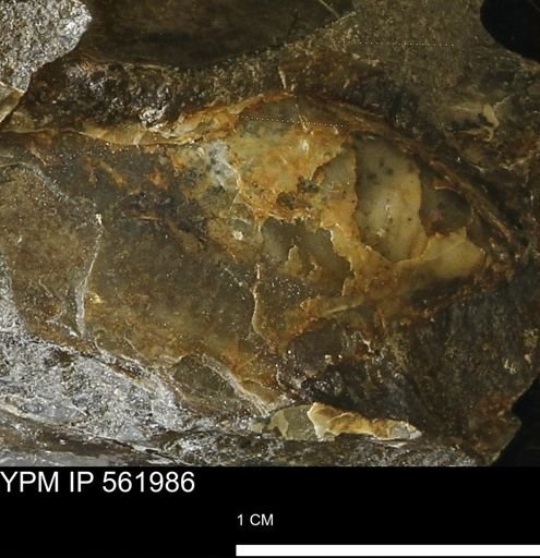 undet. Mollusca