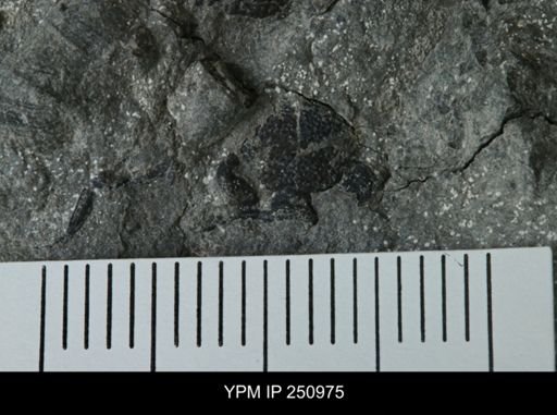 undet. Phacopidae