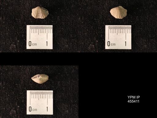 Platystrophia morrowensis
