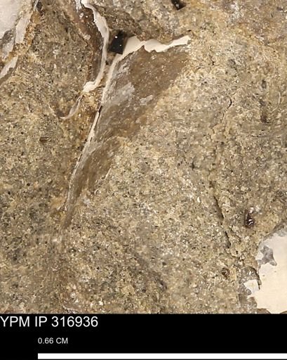Phelopteria
