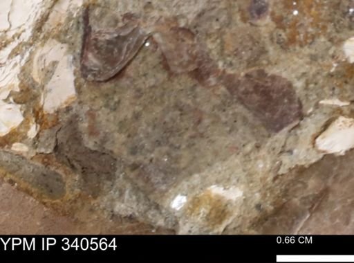 Ostrea glabra
