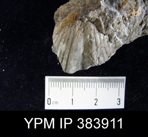 Spirifer concinnus